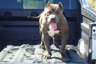 Stud Dogs - American Pit Bull